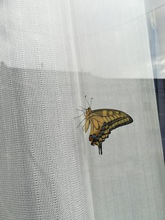 IMG_20190723_082942.jpg